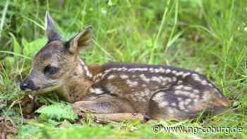 Kronach - Zwei Hunde töten Rehkitz: Zeugen gesucht - Neue Presse Coburg