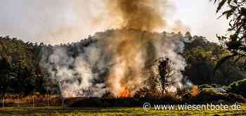 AELF Coburg-Kulmbach warnt: Brandgefahr durch Hitzewelle und Dürre - Der Neue Wiesentbote