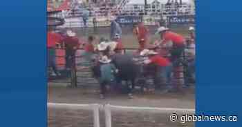 UCP candidate Leela Aheer helps bull rider to safety at Strathmore Stampede