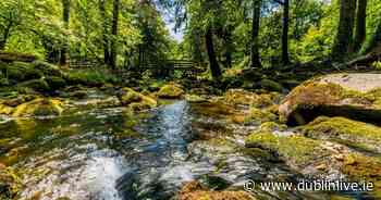 Ancient woodland two hours from Dublin opens to public after 500 years - Dublin Live