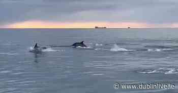 Watch: Incredible moment pod of playful dolphins swim alongside boat in Dublin Bay - Dublin Live