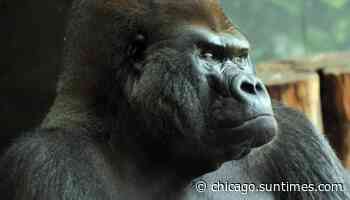 JoJo the silverback gorilla is dead following emergency medical procedure at Brookfield Zoo - Chicago Sun-Times