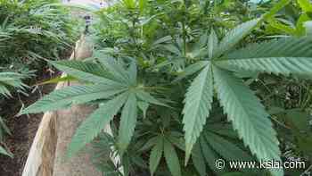 New medical marijuana laws take effect in Louisiana - KSLA