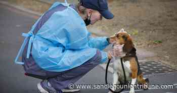 Rescued beagle adoptions delayed due to dogs' unexpected medical, social issues - The San Diego Union-Tribune