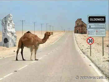 Oldenico nel Sahara... con tanto di cammello - Prima Vercelli