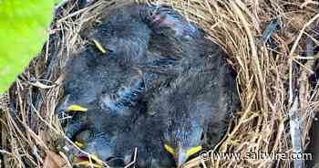 WEATHER PHOTO: Leaving the nest in Cornwall, P.E.I. - Saltwire