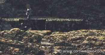 Give seals some space, animal charity warns after animals get spooked - Cornwall Live