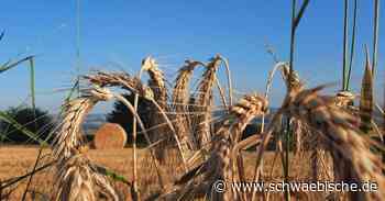 Foto aus Weingarten zeigt: Hitze macht dem Getreide zu schaffen - Schwäbische