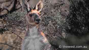 City Scenes: Picture of the Week by Geraldton photographer Stephen Pidgeon captures local kangaroo in bushes - The West Australian