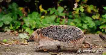 Streicheln, füttern, mitnehmen? - Wohin mit verletzen Igeln, Katzen und Tauben? - Mindener Tageblatt