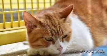 Paul und Paulina suchen ein neues Zuhause - Mindener Tageblatt