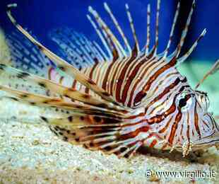 L'Ispra lancia la campagna 'Attenti a quei 4': pesci alieni nei mari italiani, Sicilia compresa - Virgilio