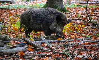 Peste suina africana: le indicazioni e i chiarimenti di Ispra - Greenreport: economia ecologica e sviluppo sostenibile