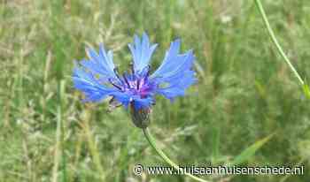 Wandeling over akkers en eeuwenoude essen - Al het nieuws uit Enschede - Huis aan huis Enschede