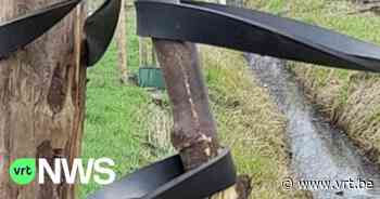 Opnieuw jonge bomen vernield in Essen - Vlaamse Radio- en Televisieomroeporganisatie