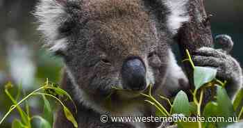 Qld koala boost after research cash swap - Western Advocate