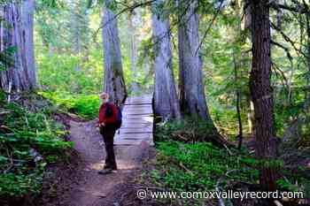 Kootenay forest management ignores old growth protection, two experts say - Comox Valley Record