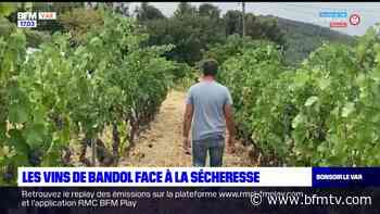 Les vins de Bandol font face à la sécheresse dans le Var - BFMTV