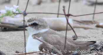 Al fratino piace la spiaggia di Caorle | Oggi Treviso | News | Il quotidiano con le notizie di Treviso e Provincia: Oggitreviso - Oggi Treviso