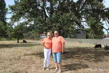 Klerkense kriekpeer dingt mee naar titel 'Boom van het Jaar' - KW.be - KW.be