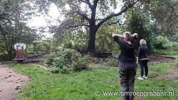 Al 5000 euro om afgebrande boom te redden, maar of dat lukt... - Omroep Brabant