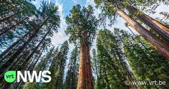 Bezoekje aan hoogste boom ter wereld? Dan riskeer je 5.000 euro boete of zes maanden cel - VRT NWS