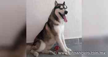 Denuncian a la ‘Escuela Canina Monterrey’ por supuesta muerte de un perro bajo su cuidado - El Financiero