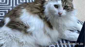Freilassing - Kater Toni wird seit einer Woche (25. Juli) schmerzlichst in der Watzmannstraße vermisst - We... - rosenheim24.de