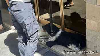 Storia a lieto fine per Lucky, il cane ritrovato mentre vagava disorientato per strada