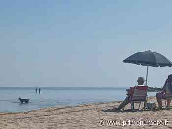 È realtà la 'Bau bau beach', sul litorale nord una spiaggia libera per gli amici a 4 zampe - Primonumero