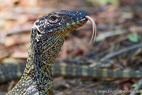 Komodo-Nationalpark: Streiks wegen Preiserhöhung