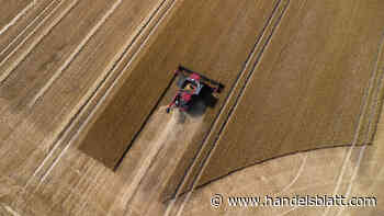 Geldanlage: „Forstwirtschaft könnte zu einer Anlageklasse mit einer Billion Dollar Volumen werden“