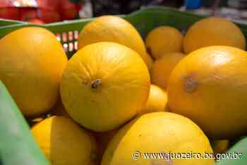 Confira a cotação dos hortifrutigranjeiros comercializados no Mercado do Produtor de Juazeiro nesta segunda-feira - Prefeitura de Juazeiro (.gov)