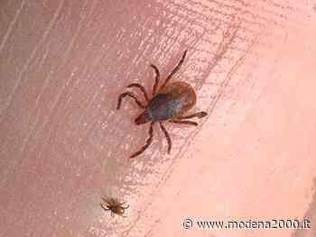 Zecche, come evitarle e come proteggersi - Modena 2000