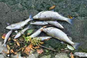 Le risultanze dell’ARPAC sulla moria di pesci nel Tammaro - TV Sette Benevento