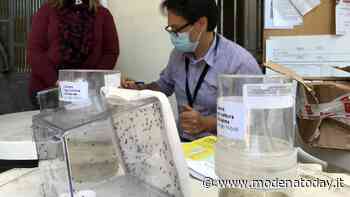 Vignola, distribuzione gratuita del larvicida contro la zanzara tigre - ModenaToday