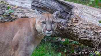 7-year-old boy recovering in hospital after cougar attack near Rocky Mountain House