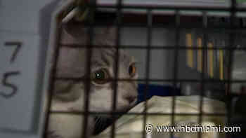 Over 150 South Florida Animals Traveling to Northeast U.S. for Adoption Opportunities