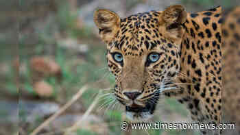 Rajasthan: Forest department lays traps in Chittor woods after finding leopard footprints - Times Now
