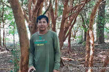 A utopia of clean air and wet peat amid Sumatra's forest fire 'hell' - Mongabay.com