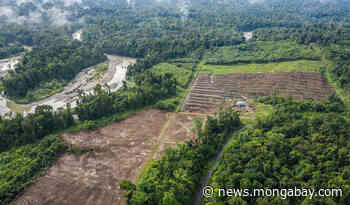 No permit? No problem for palm oil company still clearing forest in Papua - Mongabay.com