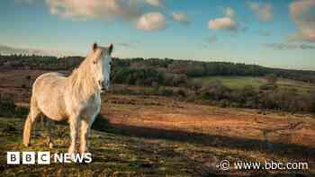 Volunteers sought for New Forest bye-law breaches survey - BBC