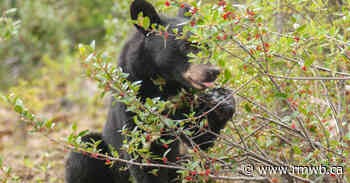 Keep the bears berry-hunting in the forest by being BearSmart! - Regional Municipality of Wood Buffalo