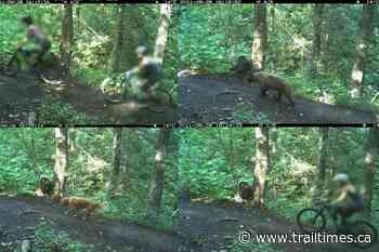 They are among us: Trail cams show how close Fernie comes to meeting wildlife head-on - Trail Times