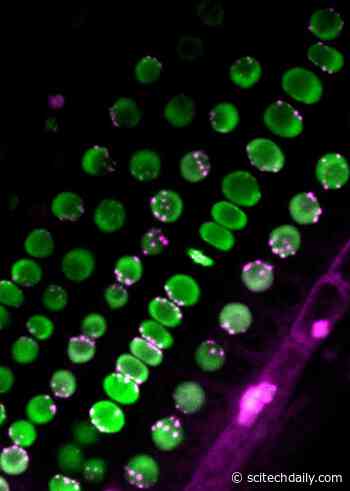 Scientists Solve “A Mystery Across the Centuries” - SciTechDaily