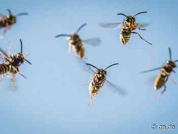 Euskirchen: Insektenschwarm greift Schulkinder an​ - General-Anzeiger Bonn