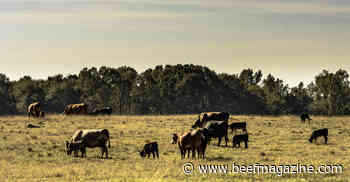 Drought weighing on summer cattle markets