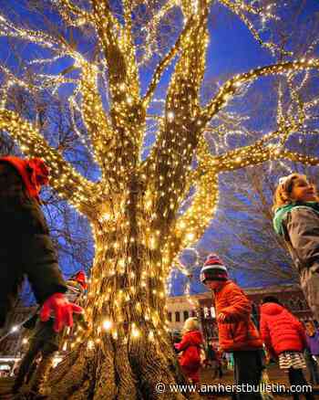 Amherst officials eye removal of aging Norway maple trees - Amherst Bulletin