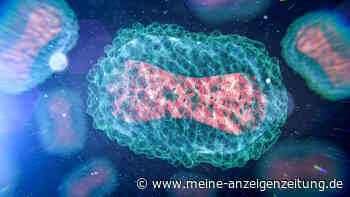 Affenpocken: Virologe sieht keine Gefahr für Epidemie, trotz Todesfälle