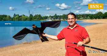 Wenn Gänsekot an Baggerseen im Raum Bruchsal zum Problem wird - BNN - Badische Neueste Nachrichten